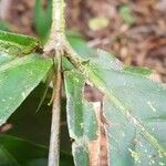 Quiina macrophylla Leaf