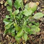 Erigeron annuus Συνήθη χαρακτηριστικά