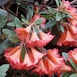 Rhododendron neriiflorum Květ