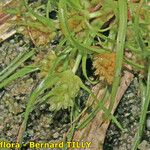 Cyperus michelianus Habit