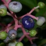 Miconia affinis Fruit