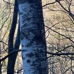 Betula populifolia Bark