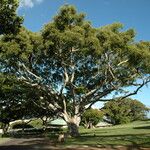 Ficus microcarpa Tervik taim