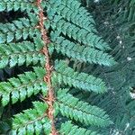 Polystichum vestitum Blad