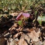 Helleborus purpurascens Kvet
