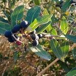 Phillyrea angustifolia Fruit