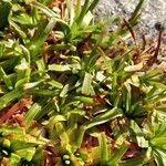 Armeria alpina Leaf