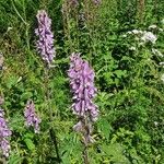 Aconitum septentrionale برگ