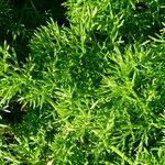 Tripleurospermum maritimum ഇല