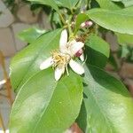 Citrus × limon Flower