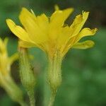 Hieracium prenanthoides Flor