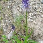 Phyteuma betonicifolium Hábito