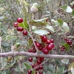 Smilax aspera Fruit