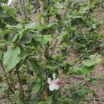 Hibiscus waimeae 形態