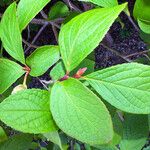 Stewartia pseudocamellia Folla