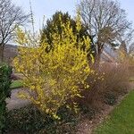 Forsythia viridissima Vivejo