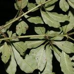 Psychotria graciliflora ഫലം