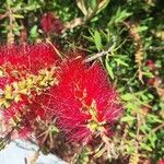 Melaleuca rugulosaVirág