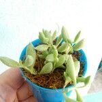 Cotyledon pendens Yaprak