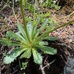 Micranthes ferruginea Leaf