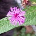 Vernonia noveboracensis Flower