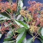 Ocotea insularis Otro