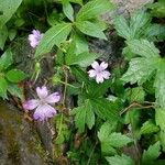 Geranium nodosum Квітка