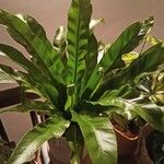 Asplenium antiquum Leaf