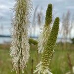 Sanguisorba canadensis Kukka