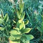 Veratrum californicum Foglia