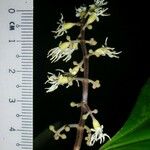 Miconia gracilis Otro