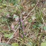 Hemipilia cucullata Blüte