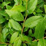 Vaccinium angustifolium Folha