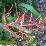 Aechmea blanchetiana Leaf