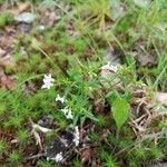 Houstonia longifolia 花