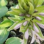 Hosta plantagineaŽiedas