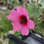 Malva olbiaBlomma