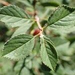 Prunus prostrata موطن