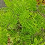 Caesalpinia pluviosa Leaf