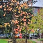 Liquidambar formosana Alkat (teljes növény)