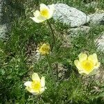 Pulsatilla alpina Blüte