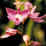 Calopogon tuberosus Квітка