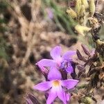 Campylanthus salsoloides Flor