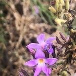 Campylanthus salsoloides Flower