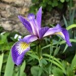 Iris virginica ᱵᱟᱦᱟ