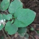 Pericallis appendiculata Leaf