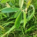 Crotalaria pycnostachya 葉