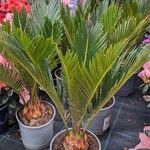 Cycas revoluta Hábito