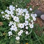 Gypsophila elegans Flor