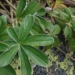 Potentilla alchimilloides Leaf